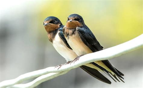 家裡飛來燕子|「鳥界風水大師」燕築巢報喜訊 民俗專家：4生肖準備。